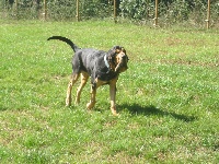 Étalon Chien de Saint-Hubert - Alain z vondrovskeho dvora