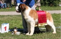 Étalon Chien du Saint-Bernard - CH. Gracie van 't hof ten eynder