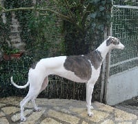 Étalon Greyhound - Coppélia De La Haultière