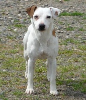 Étalon Jack Russell Terrier - Storm haven White and gold
