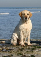 Étalon Labrador Retriever - Artemis d'Overbeek