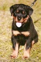 Étalon Rottweiler - Heva Van hof ter cammen