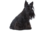 Étalon Scottish Terrier - CH. Vénus du Moulin de Mac Grégor