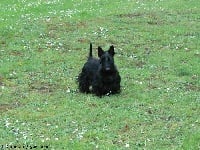 Étalon Scottish Terrier - Bijin black pearl D'Inglyber
