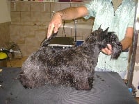 Étalon Scottish Terrier - CH. Baya Du mat des oyats