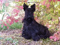 Étalon Scottish Terrier - Kinloch Targa
