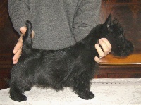 Étalon Scottish Terrier - Demon black du jimmy's clan
