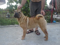 Étalon Shar Pei - CH. Khambaliq Prianka