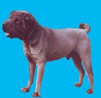 Étalon Shar Pei - CH. Sortilége de l`asie zanie du marais.... i dragoni orientali