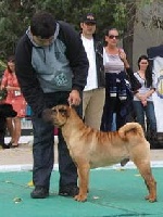 Étalon Shar Pei - CH. mikypong Chikichan
