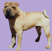 Étalon Shar Pei - CH. Gastone i dragoni orientali