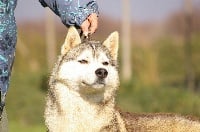 Étalon Siberian Husky - Houdini de Nariz de Nieve