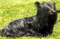 Étalon Skye Terrier - CH. skyeotts Alexandra kyleakin