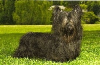 Étalon Skye Terrier - CH. jay-roy Hot off the press