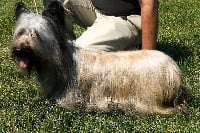 Étalon Skye Terrier - CH. skyeotts Bewitching druidsong