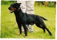 Étalon Terrier de chasse allemand - CH. de la maison de pont pierre New york