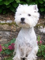 Étalon West Highland White Terrier - Aylla of stonegarth