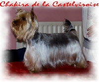 Étalon Yorkshire Terrier - Chakira De la castelviroise