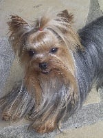 Étalon Yorkshire Terrier - Ulti'matum of sissi forever