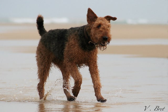 Publication : de la Fée Clochette Auteur : Véronique Bret