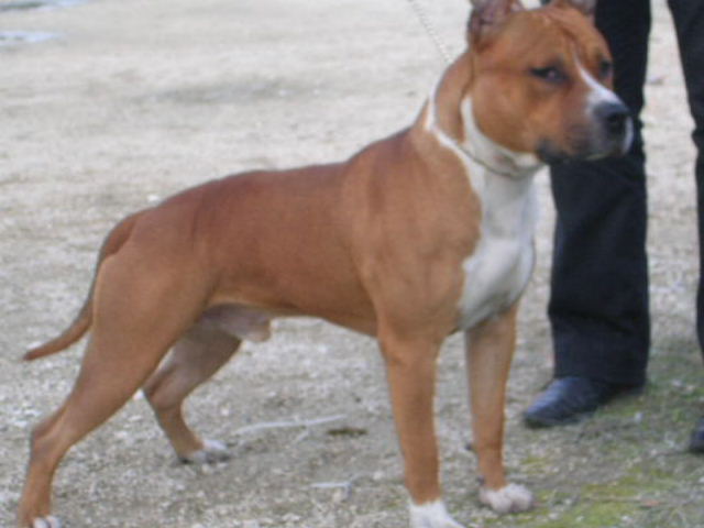 Cairo khelevra du chant de hienda