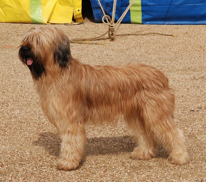 Vulcain blond De la tour saint genin