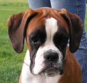 Cléopatre du val de tazières