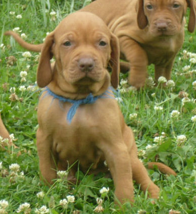 Publication : du Clos Magyar 