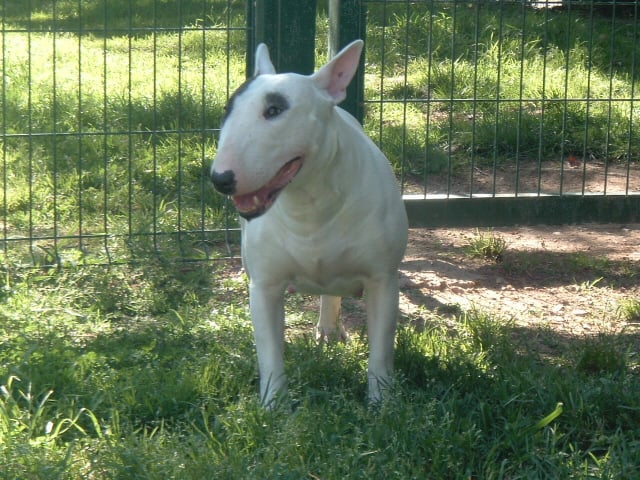 Very good white madness Des terres d ilex