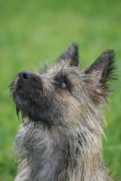 Publication : du domaine des Sphinx Noirs Auteur : JAFFRY Nathalie