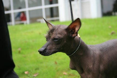 Publication : des titans du Causse 