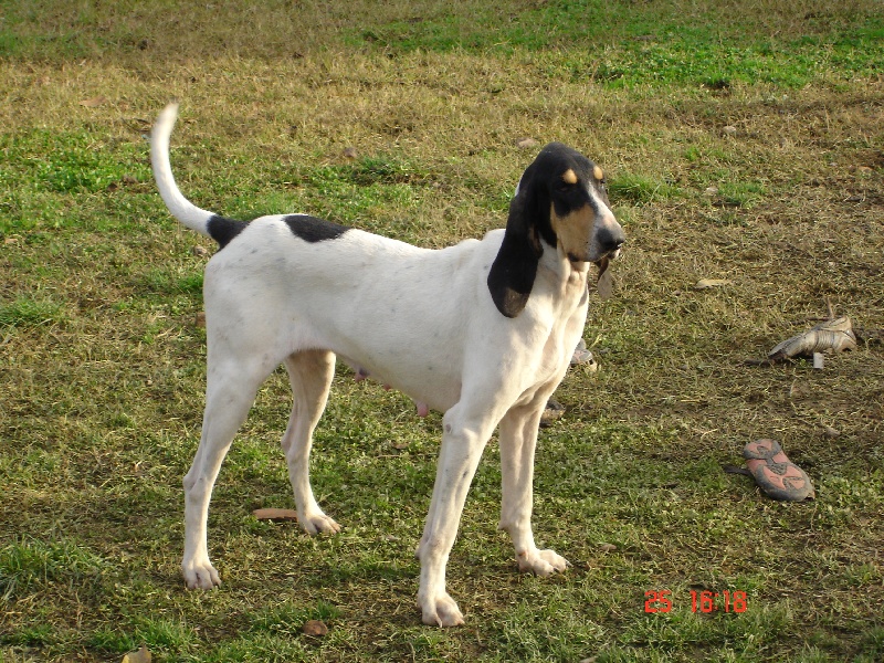 Ambre des hurleurs du chateau