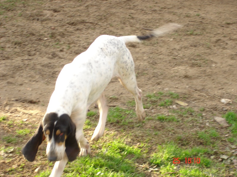 Bimbo des hurleurs du chateau