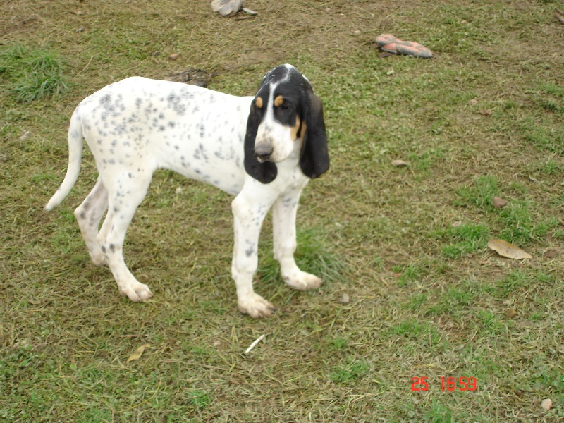 Publication : des hurleurs de la Rivayrade Auteur : DOUREL Christophe