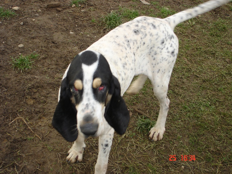 Cador des hurleurs du chateau