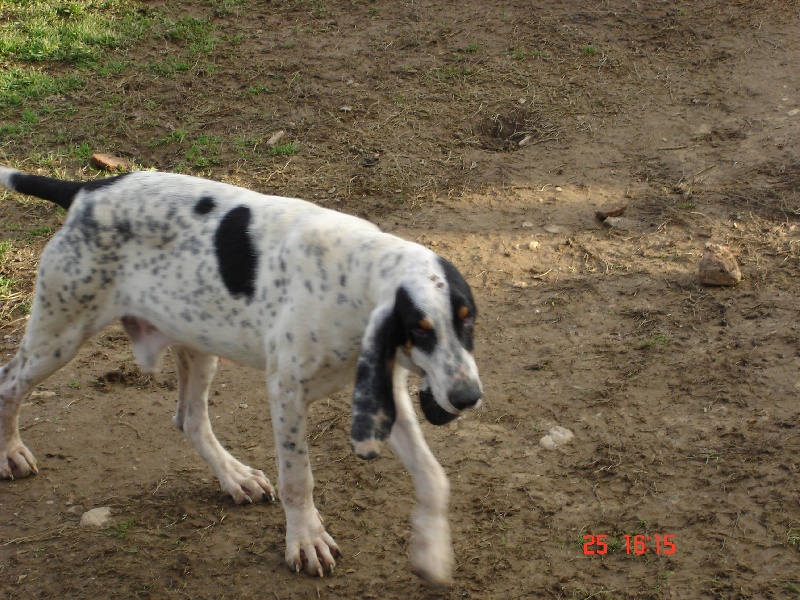 Publication : des hurleurs de la Rivayrade Auteur : DOUREL Christophe