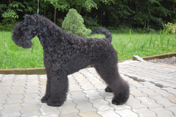 CH. Tip top terrier iz goluboi legendy