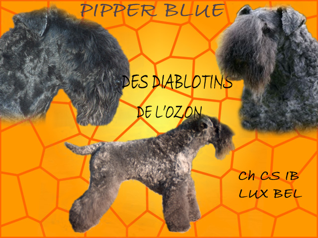 CH. Pipper blue Des Diablotins De L'Ozon