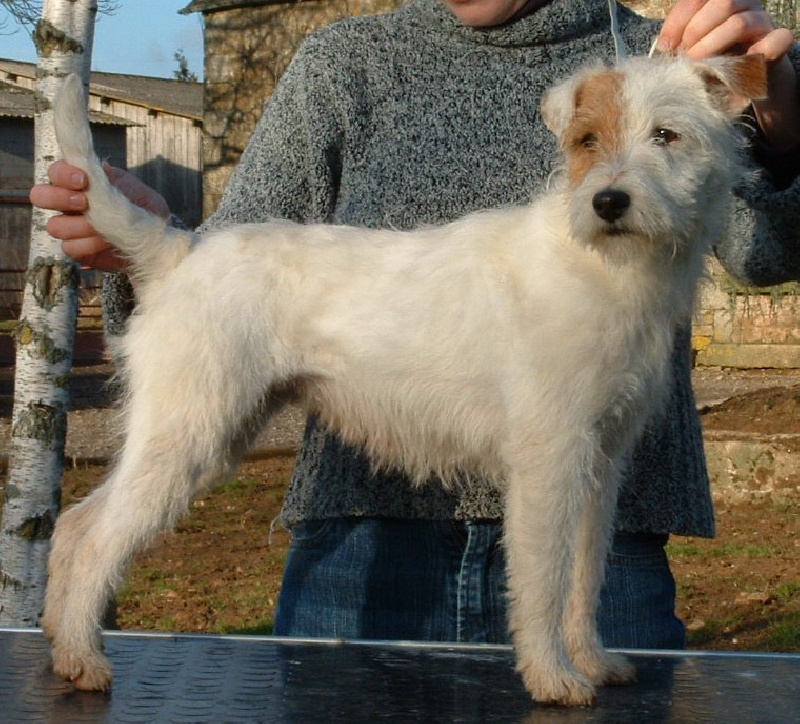 Suzan's Pride Chanel