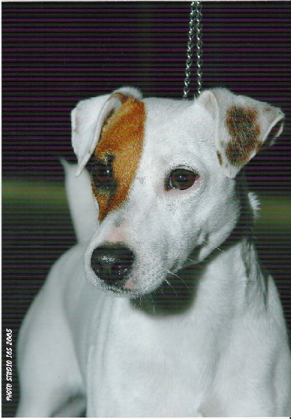 Publication : of Puppydogs Tails Auteur : Photo Studio IGS pour Janey Henn