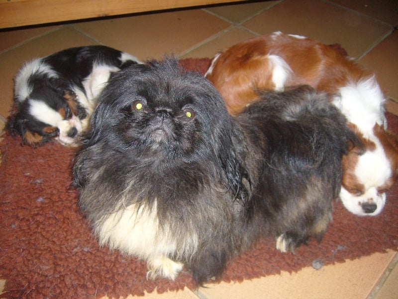 Publication : du logis des harfangs 