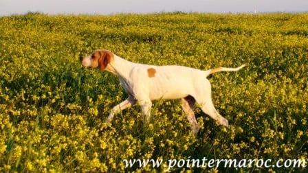 Publication : du royaume de la Gambra 