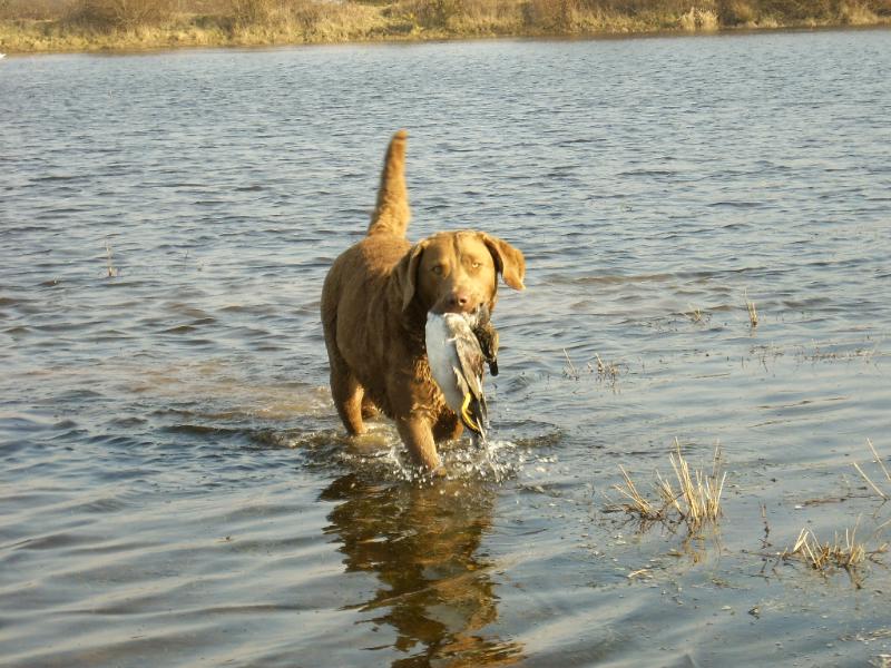 Publication : de l'Etang des Chaumes Auteur : Elevage de l'Etang des Chaumes