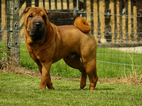 Publication : du Souvenir du Parfum des Roses Auteur : Souvenir du Parfum des Roses