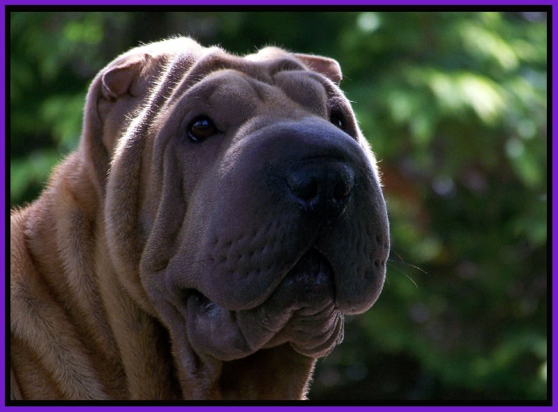 Basta du moulin du plan