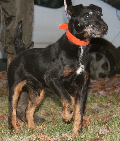 Titou de la lande aux biches