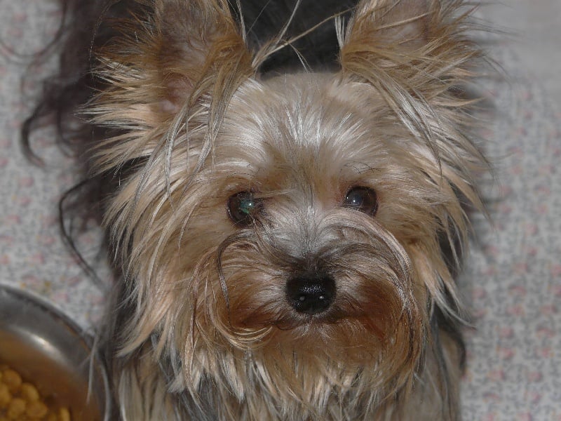 Publication : des Brault' Cadors 