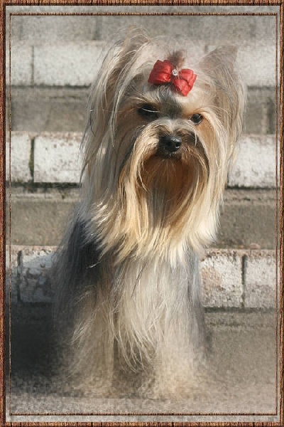 Baby lou De la vierge doree