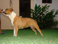 Étalon American Staffordshire Terrier - Caribbean Prestige Chanel