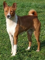 Étalon Basenji - Baiyanga de la bergerie Barriera